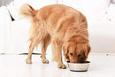 Kulmeo No Spill Non-Skid Stainless Steel Deep Dog Bowls