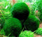 Rifny 6 Marimo Moss Balls | Live Aquarium Plant Decoration for Fish Tanks | 1 Inch and Bigger | Large Cladophora Betta Fish Friendly | Minimal Care Required